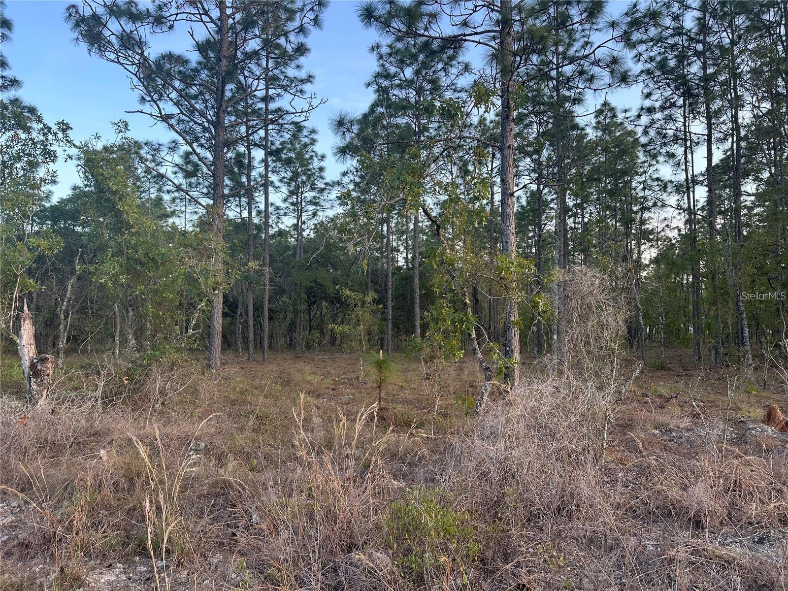 LOT 3 NW AMBERJACK AVE., DUNNELLON, FL, 34431