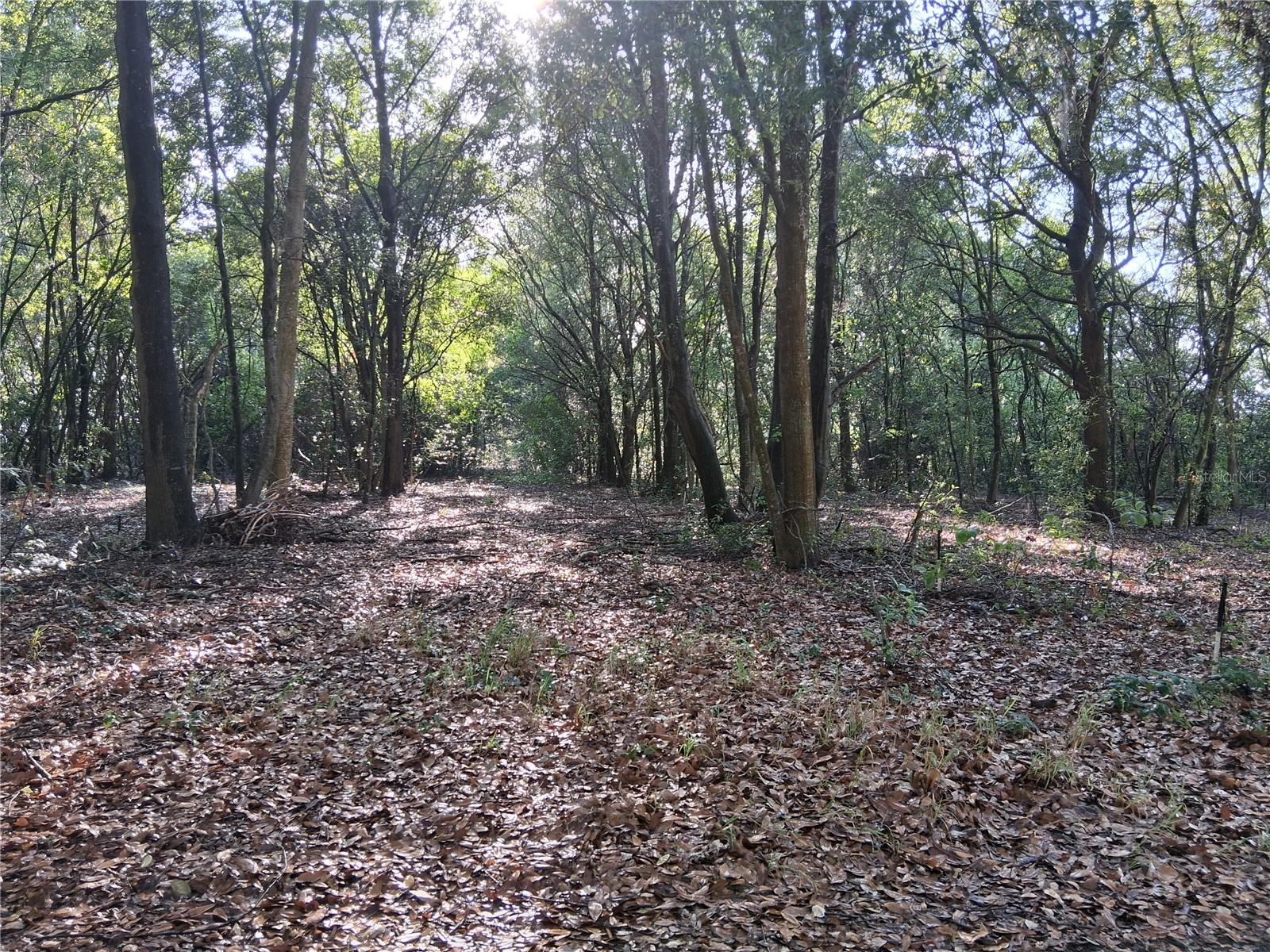 16451 FORREST LN, GROVELAND, FL, 34736