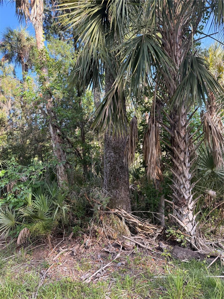 10274 W OZELLO TRL, CRYSTAL RIVER, FL, 34429