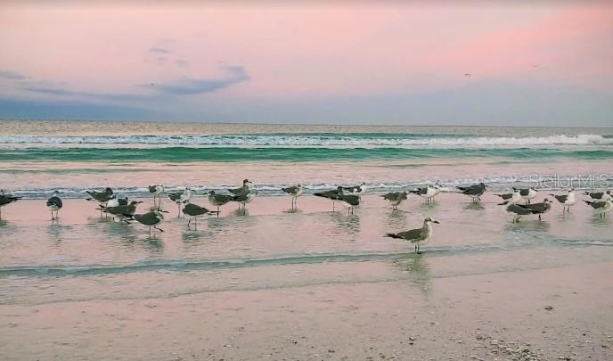 3350 S OSPREY AVE #209A, SARASOTA, FL, 34239