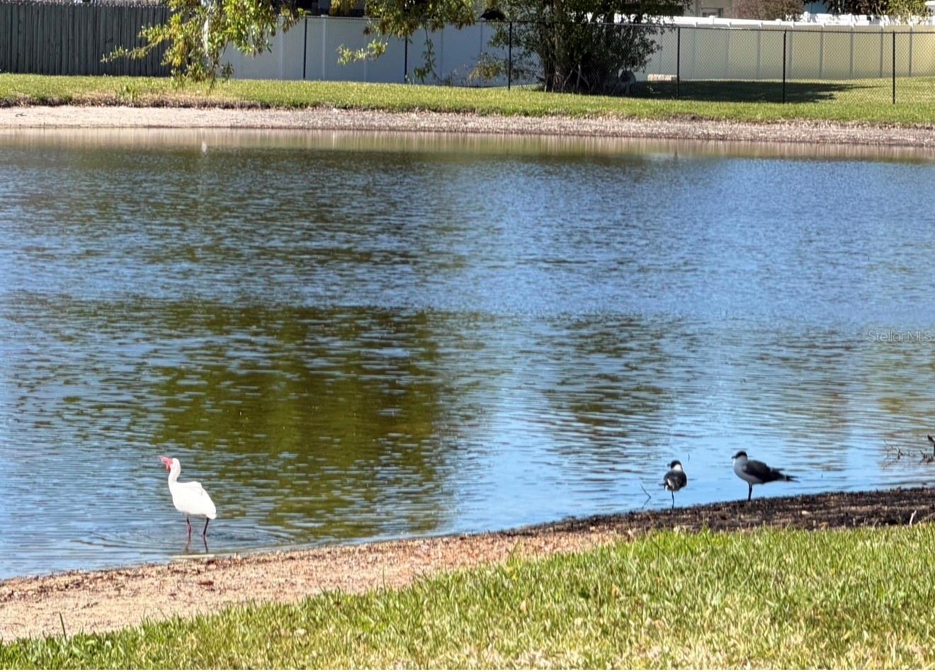 3815 N OAK DR #G71, TAMPA, FL, 33611