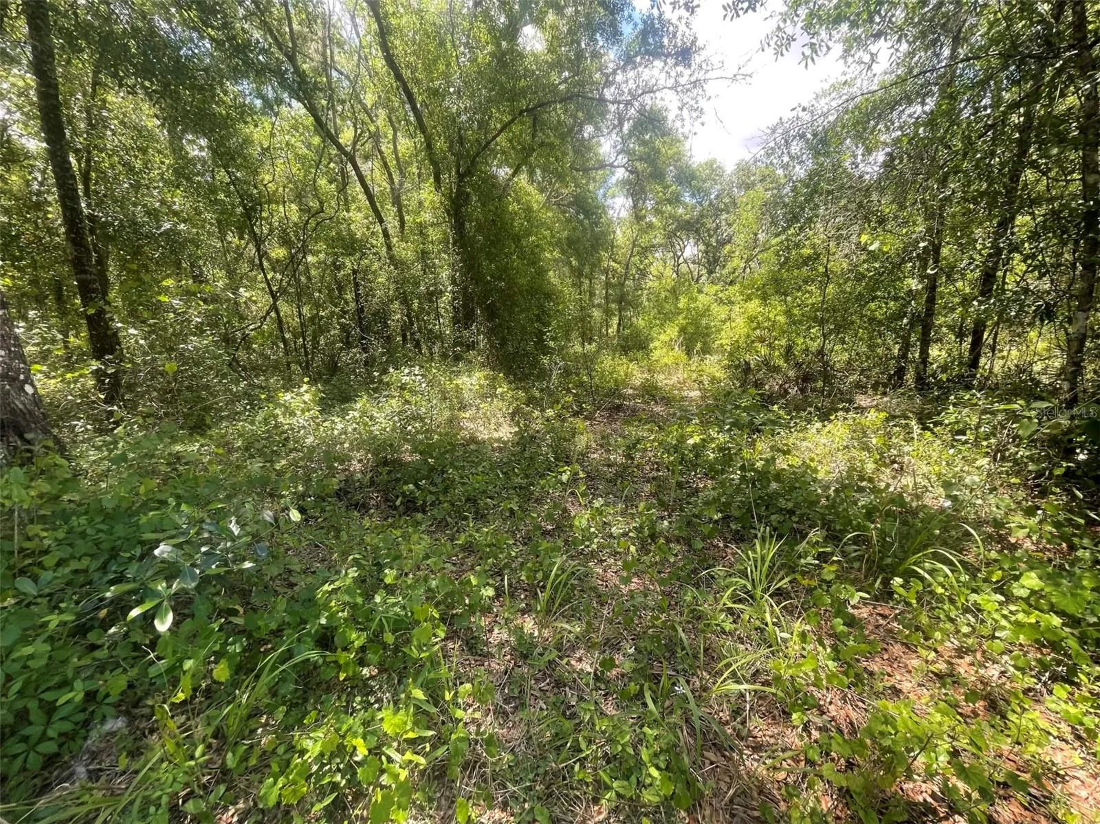 0 HAAS DR, WEBSTER, FL, 33597