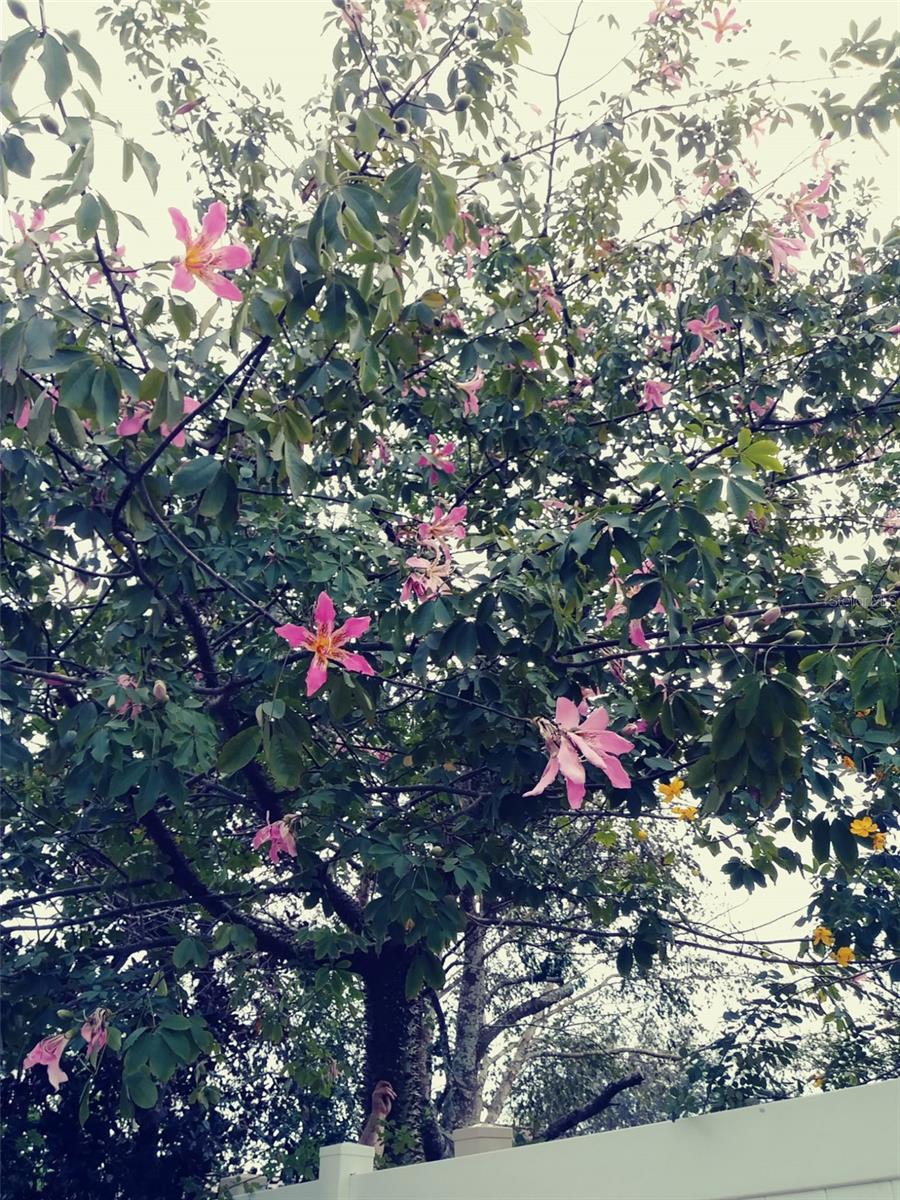 2328 LIMEWOOD AVE #050, CLERMONT, FL, 34714