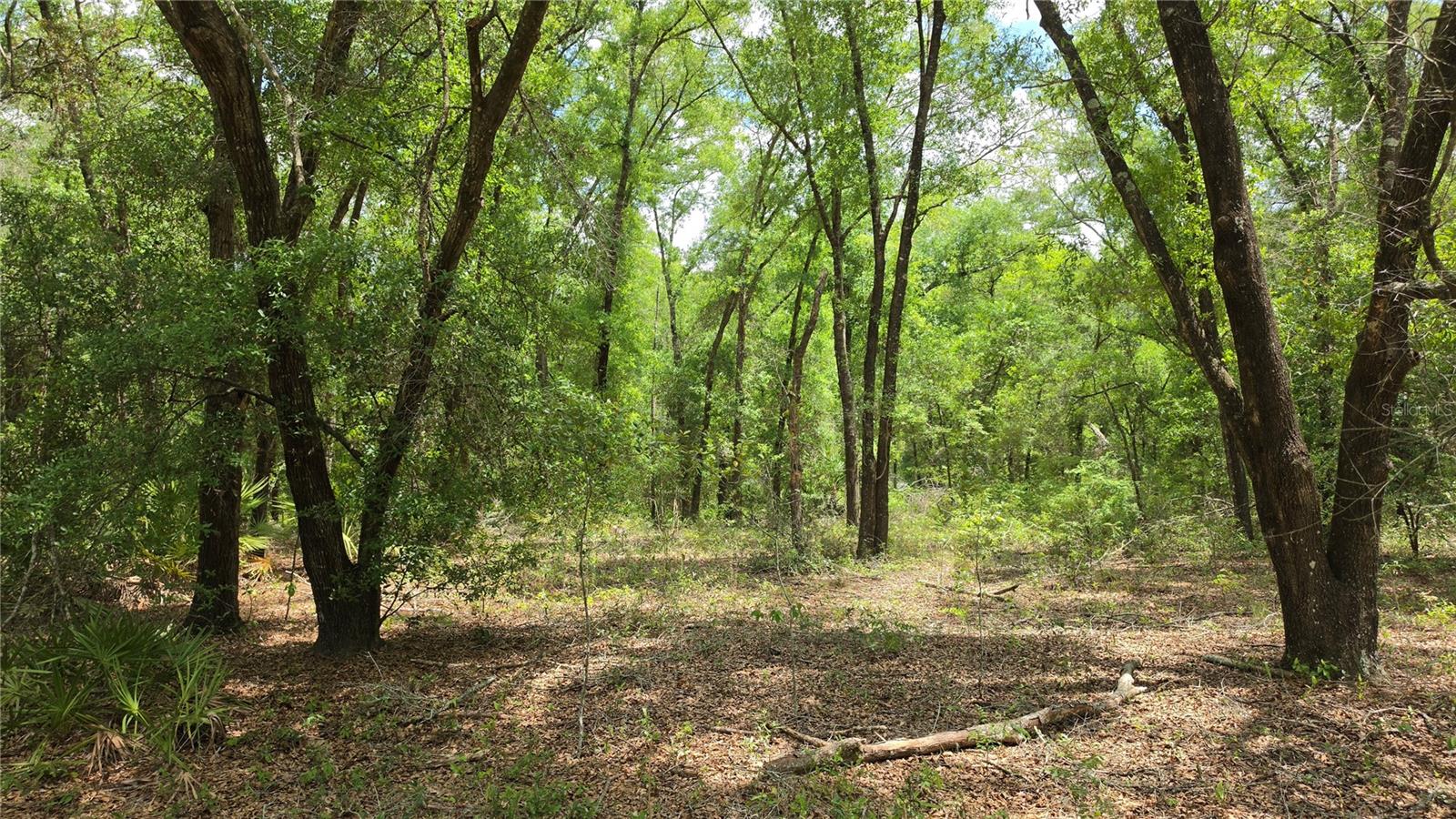 SE 81 PL, TRENTON, FL, 32693