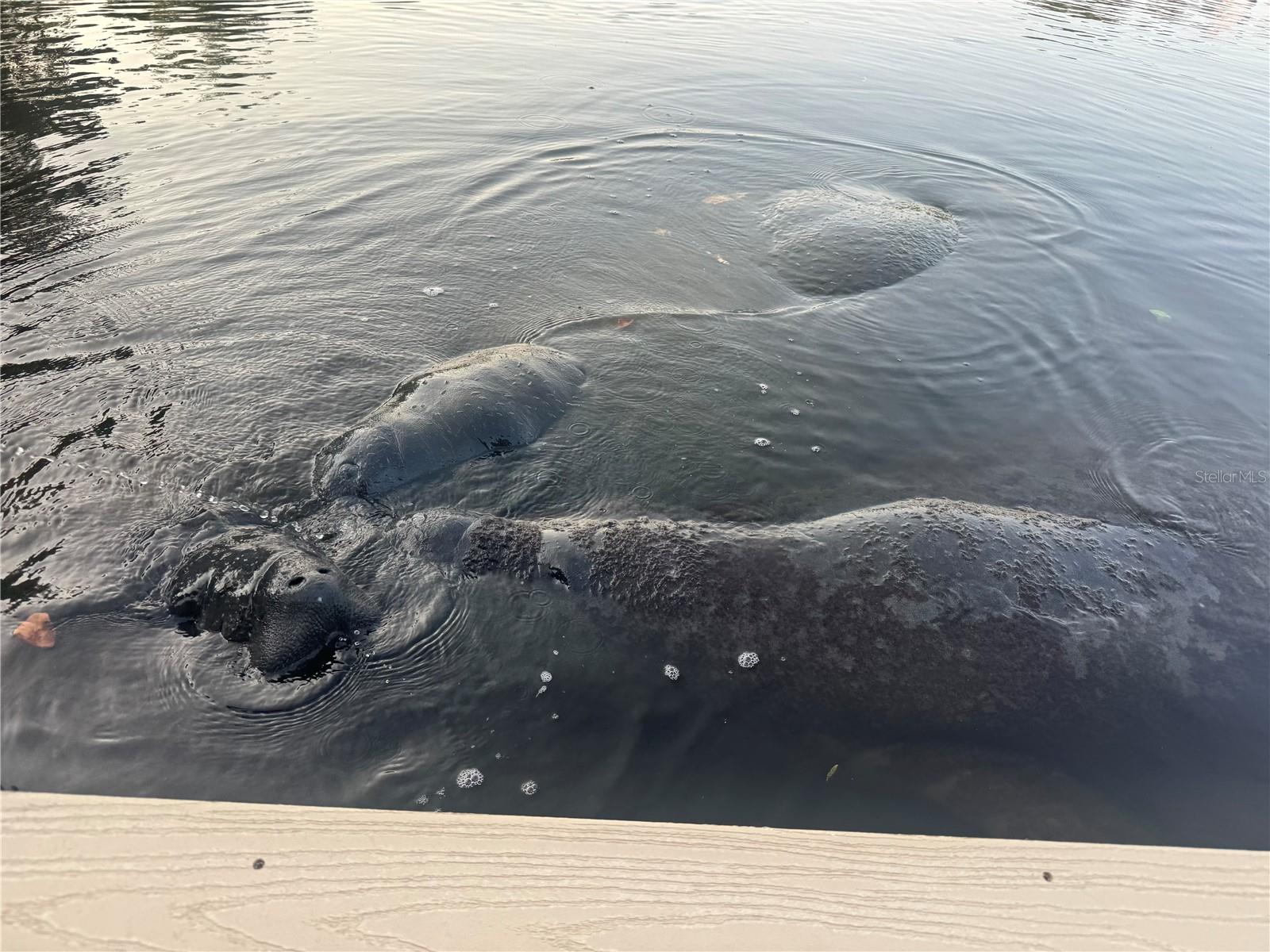 265 96TH AVE N, ST PETERSBURG, FL, 33702