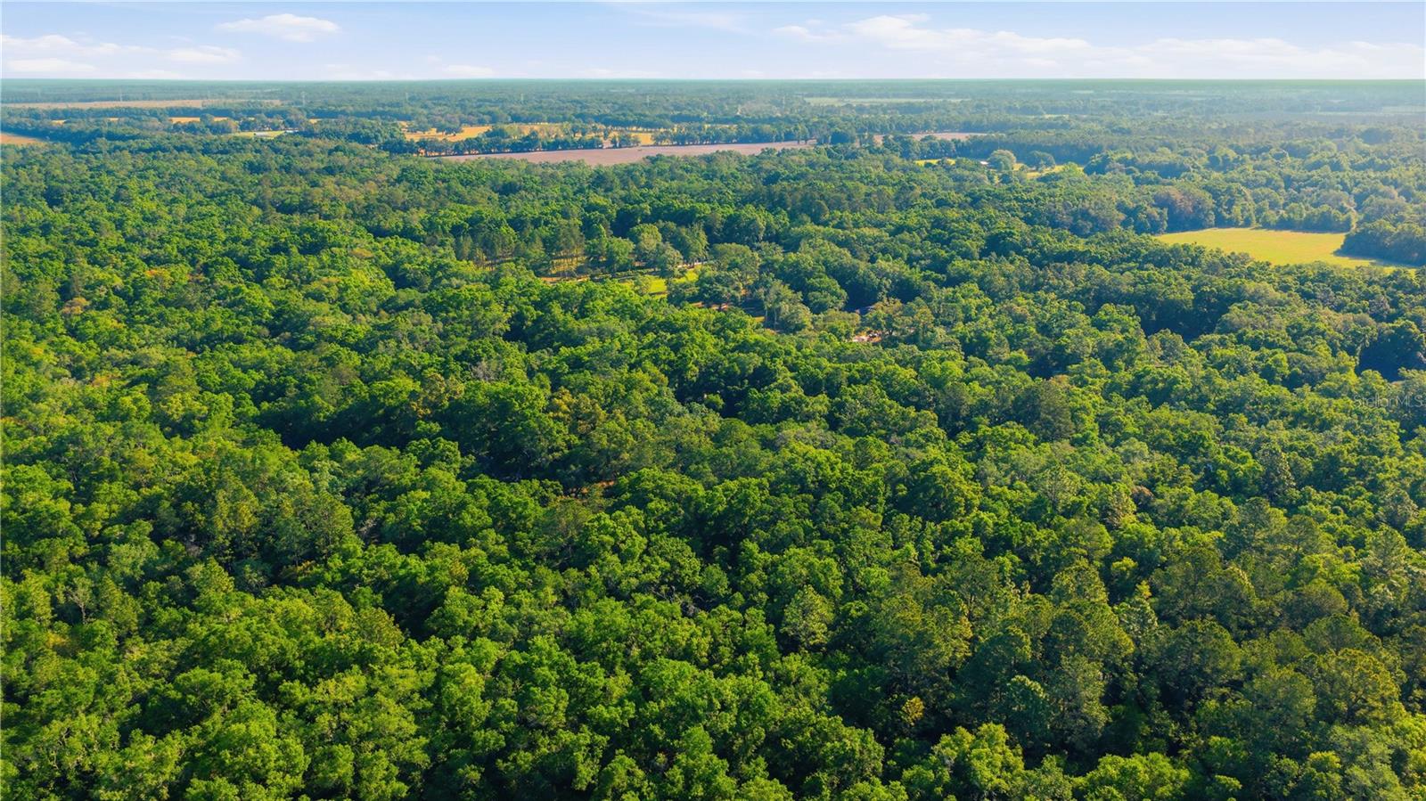 7850 NE 178TH TER, WILLISTON, FL, 32696