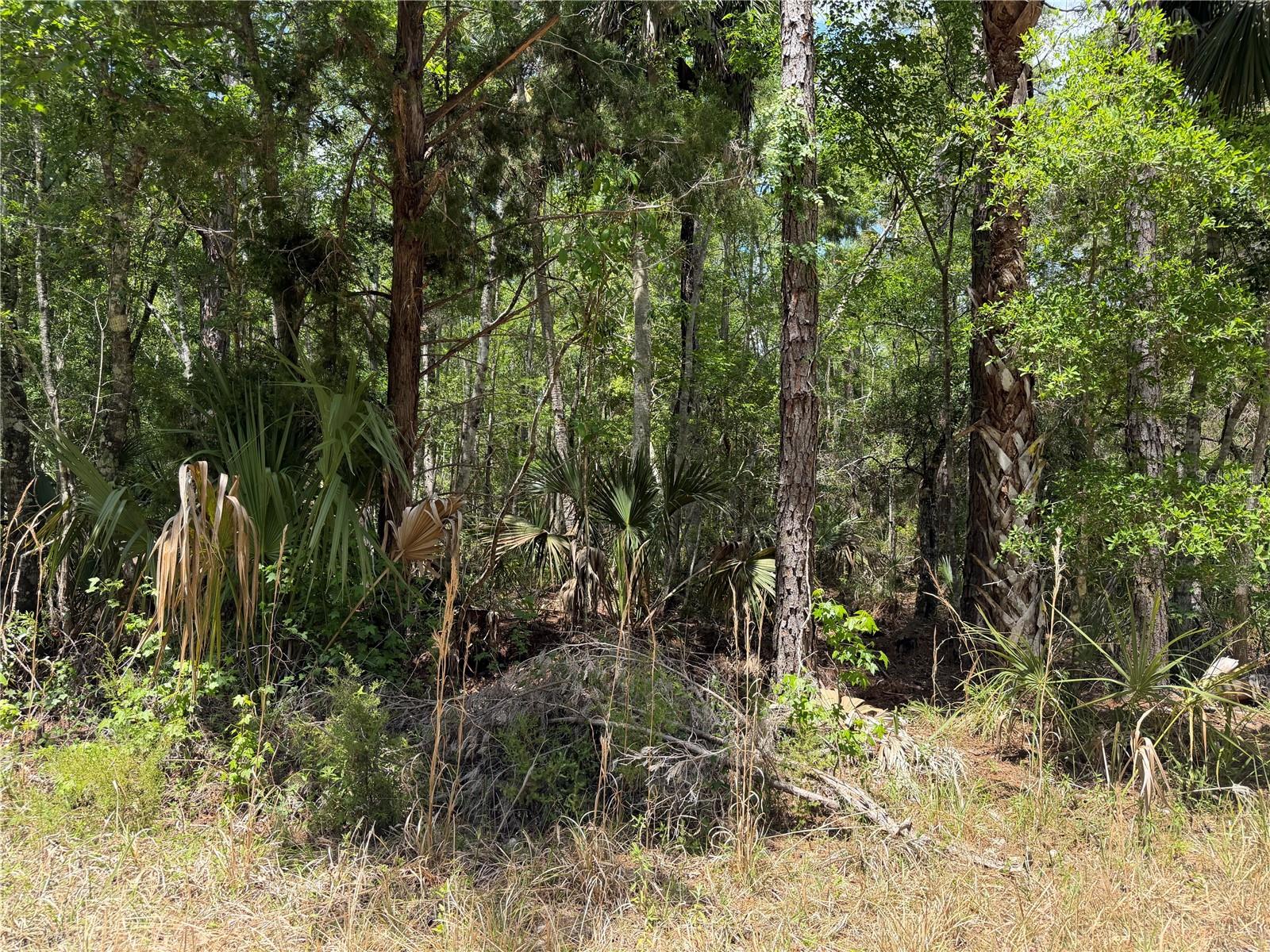 TBD SW CR-347, CHIEFLAND, FL, 32644