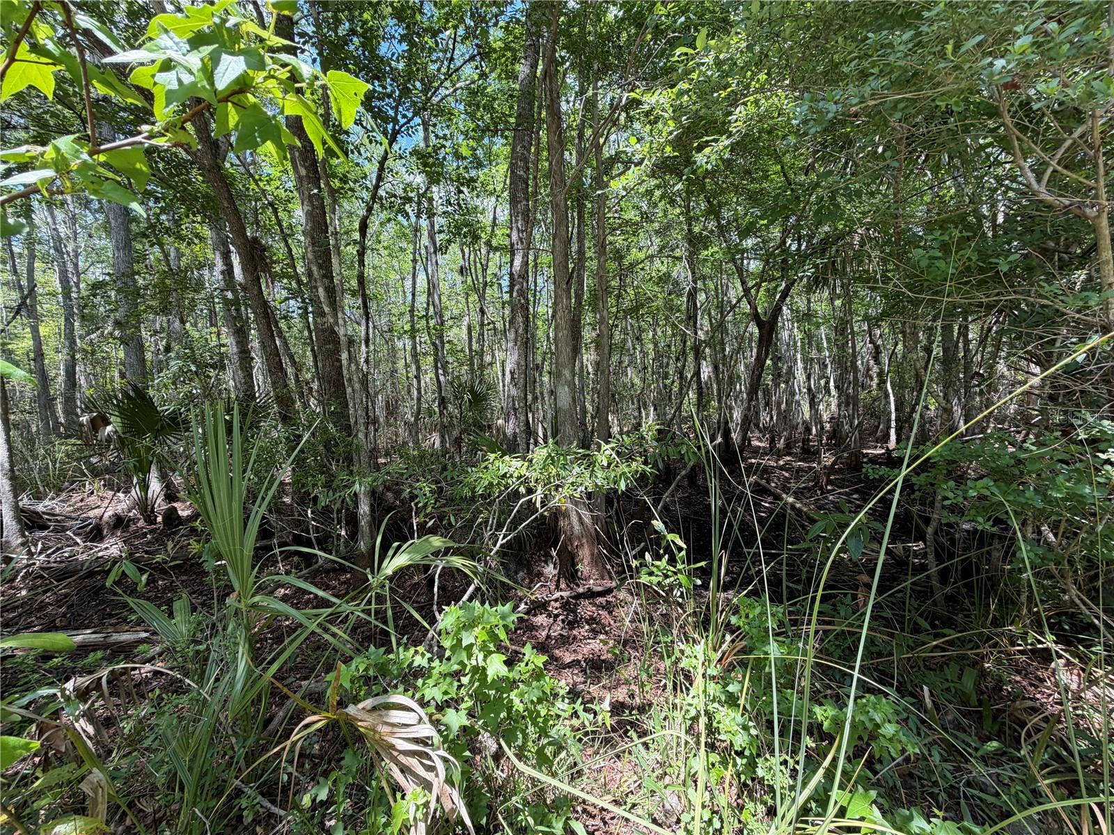 TBD SW CR-347, CHIEFLAND, FL, 32644