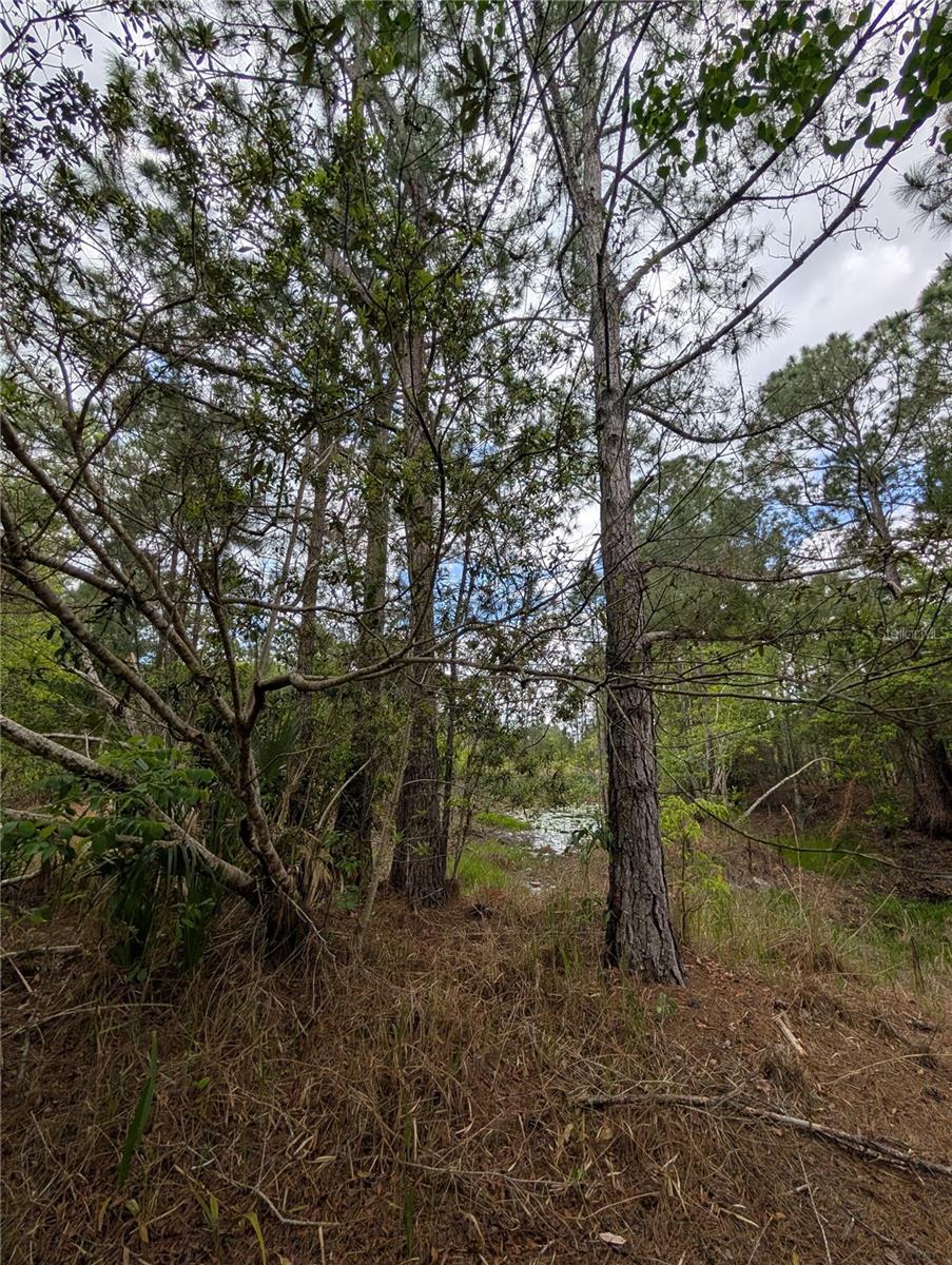 38521 ILEX TRL, EUSTIS, FL, 32736