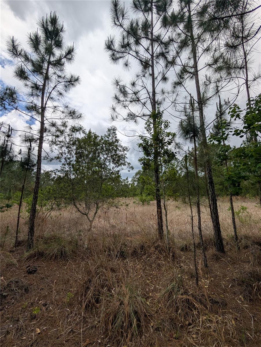 38521 ILEX TRL, EUSTIS, FL, 32736