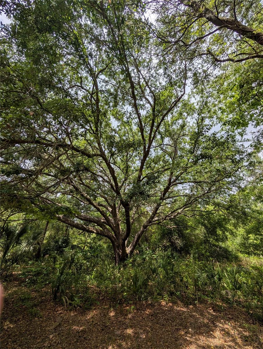 38521 ILEX TRL, EUSTIS, FL, 32736