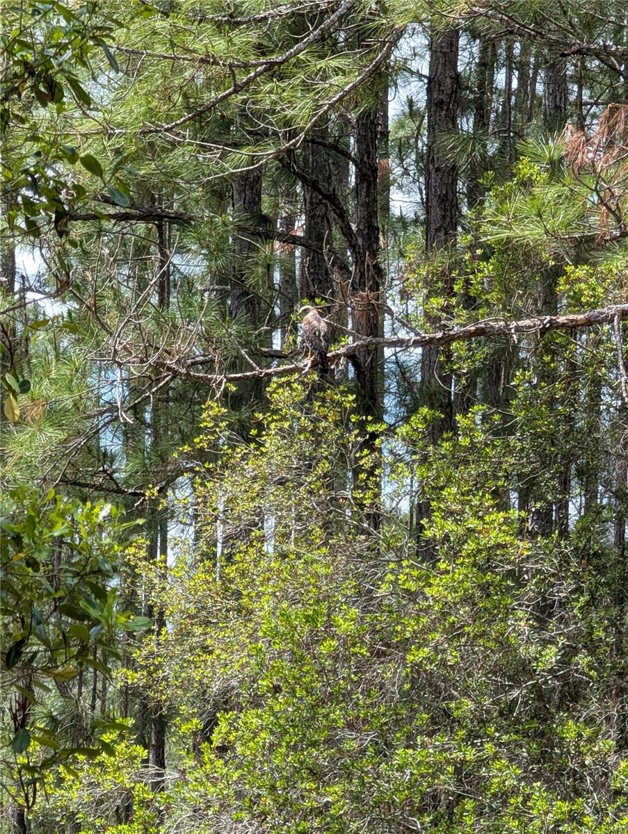 38521 ILEX TRL, EUSTIS, FL, 32736