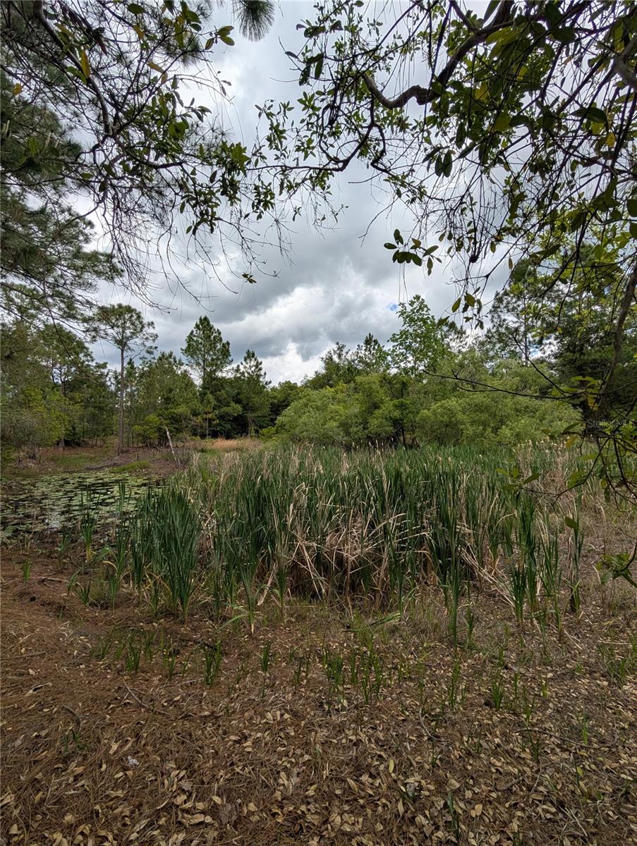 38521 ILEX TRL, EUSTIS, FL, 32736