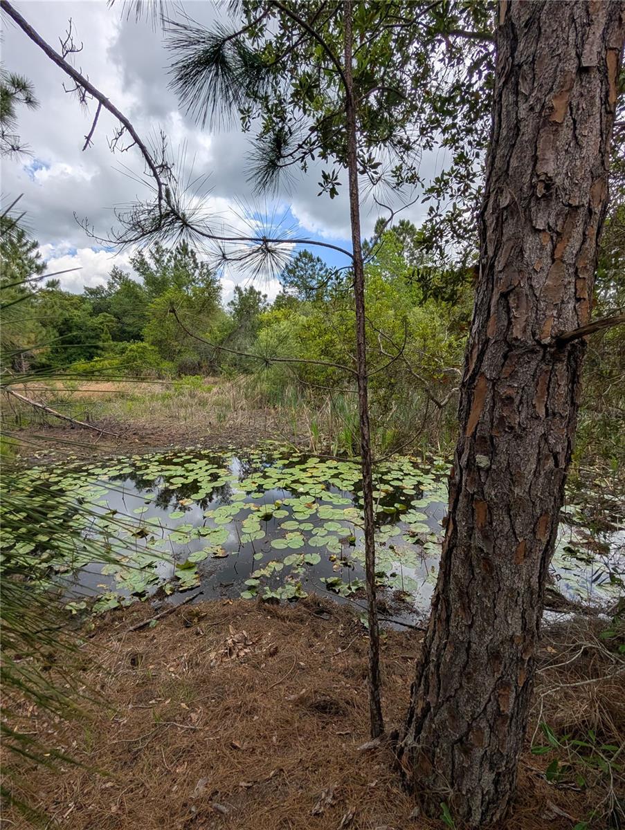 38521 ILEX TRL, EUSTIS, FL, 32736