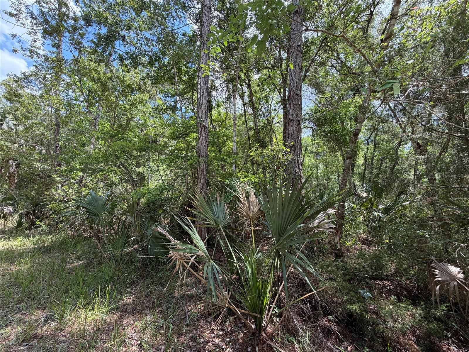 Tract 99 SW CR-347, CHIEFLAND, FL, 32644
