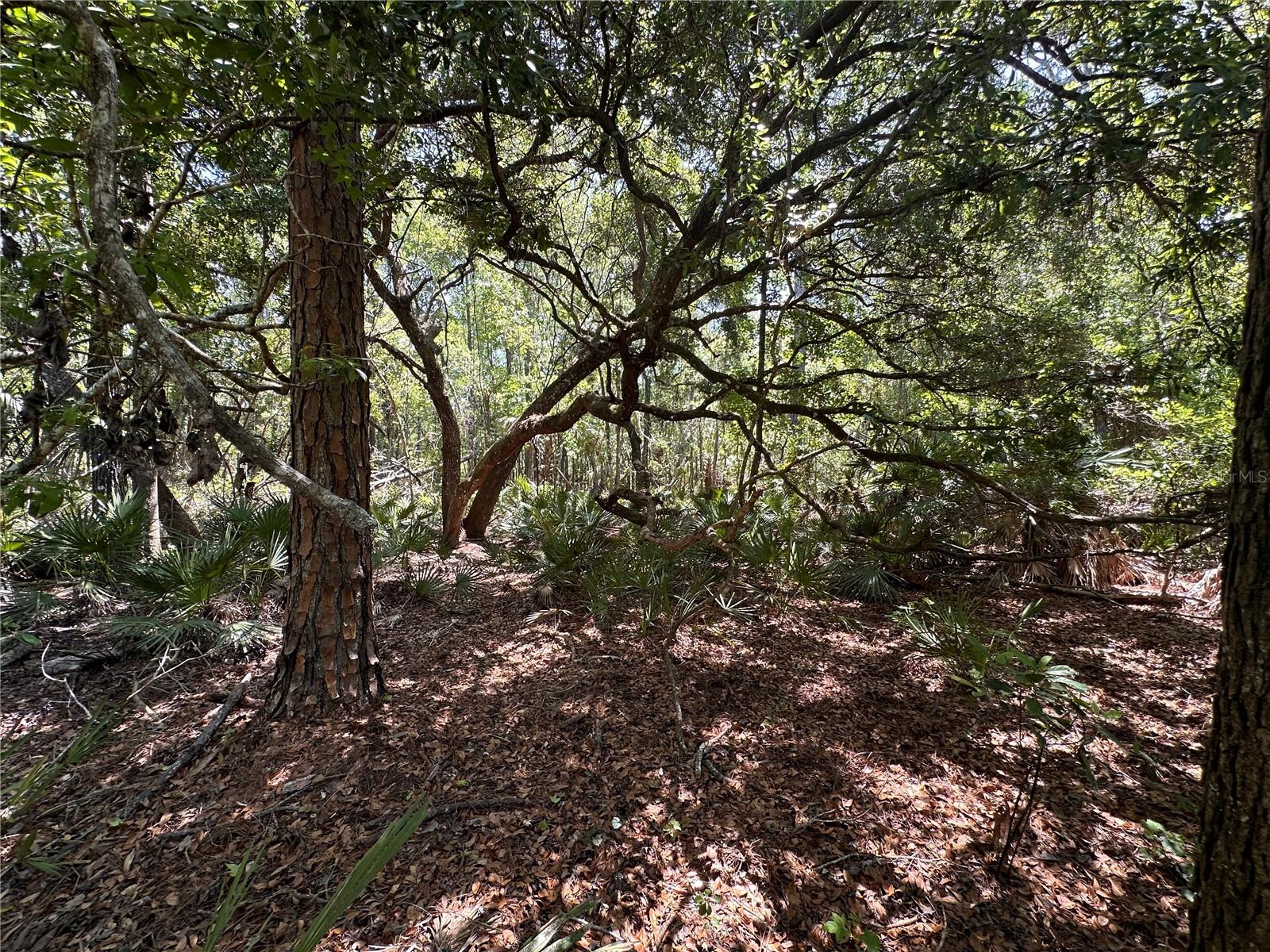 Tract 99 SW CR-347, CHIEFLAND, FL, 32644