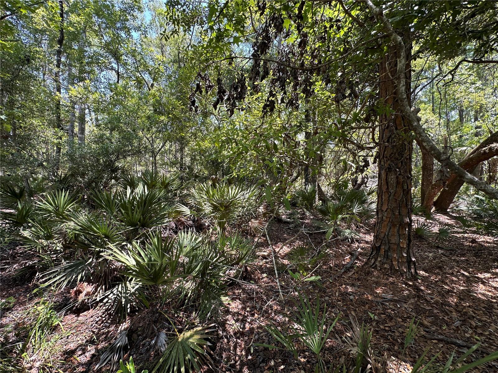 Tract 100 SW CR-347, CHIEFLAND, FL, 32644