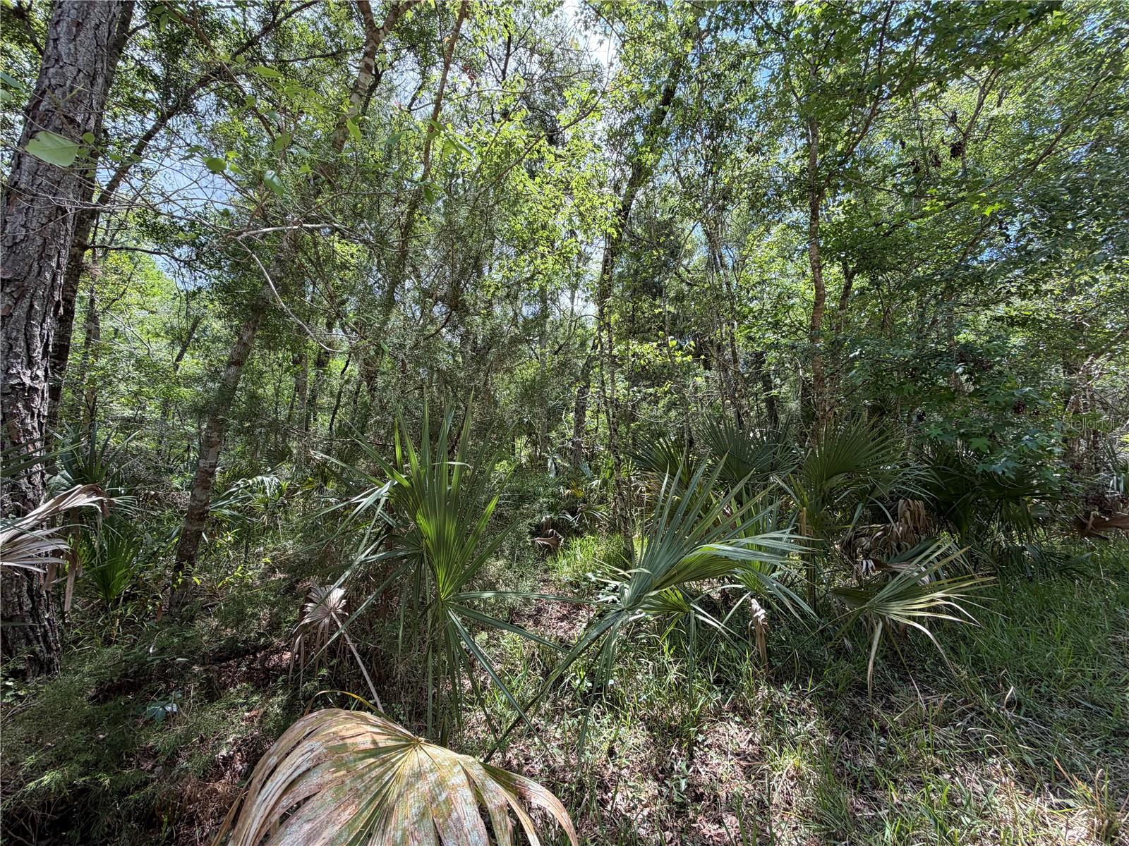 Tract 100 SW CR-347, CHIEFLAND, FL, 32644