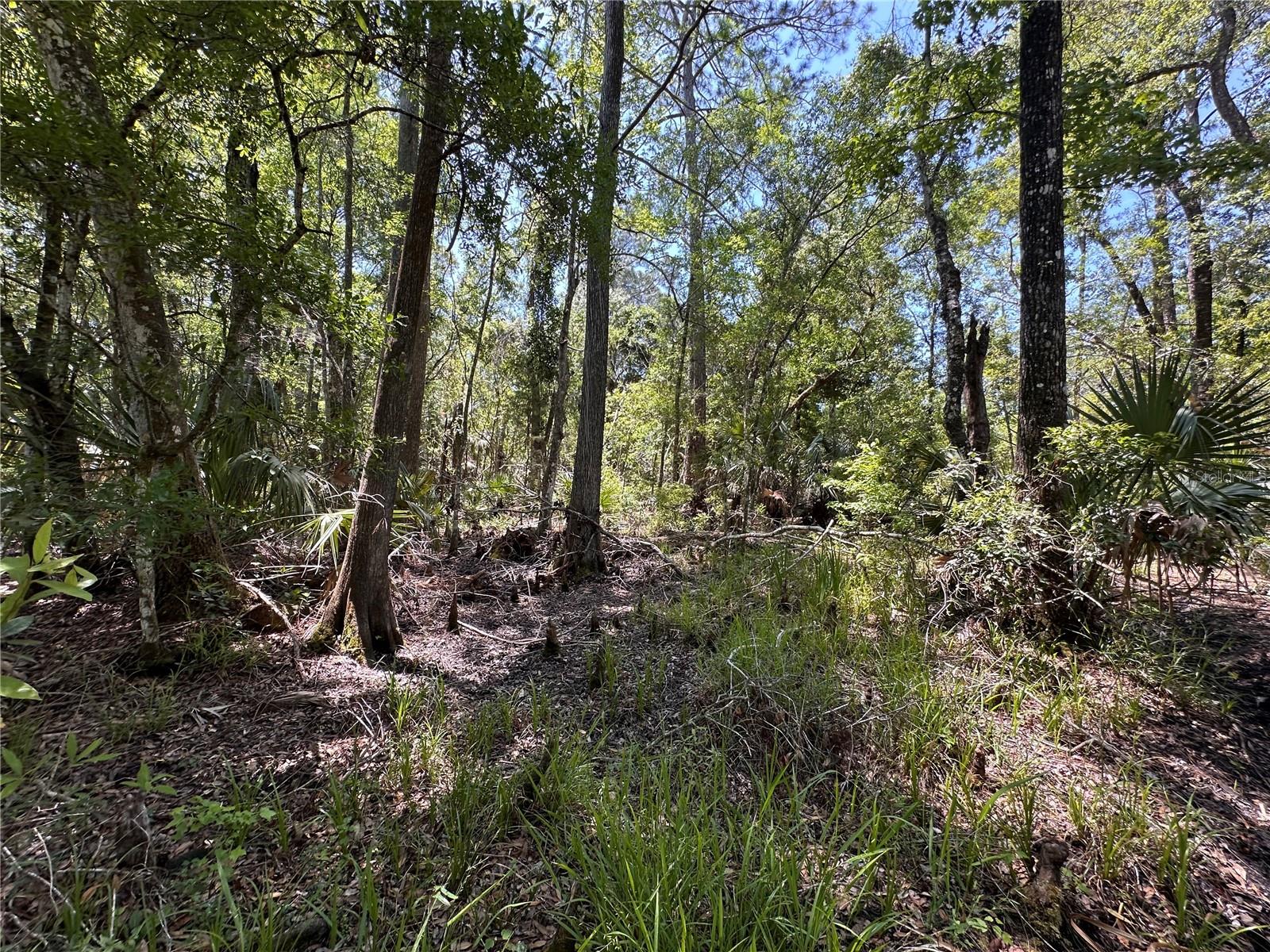 Tract 100 SW CR-347, CHIEFLAND, FL, 32644