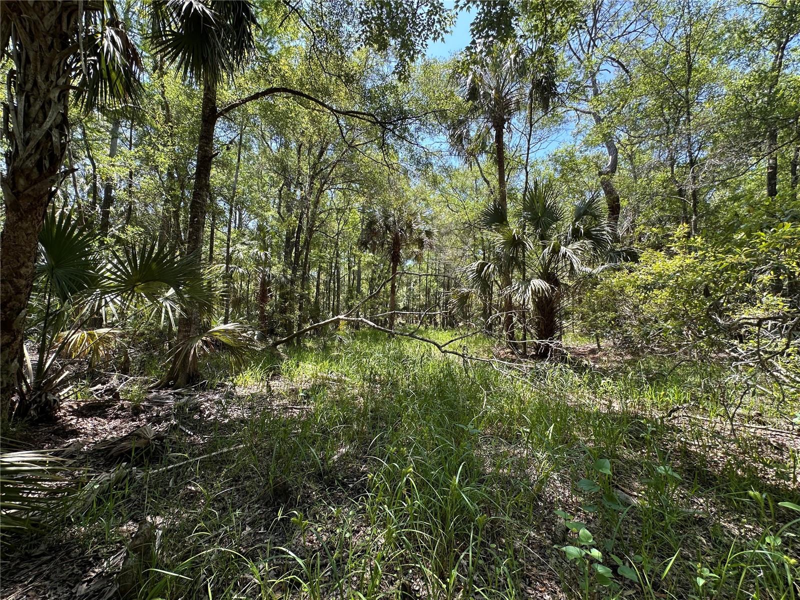 Tract 100 SW CR-347, CHIEFLAND, FL, 32644
