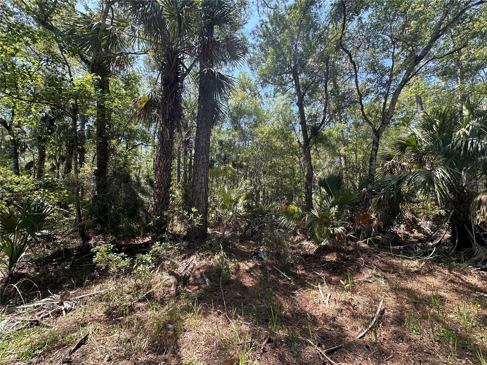 Tract 102 SW CR-347, CHIEFLAND, FL, 32644