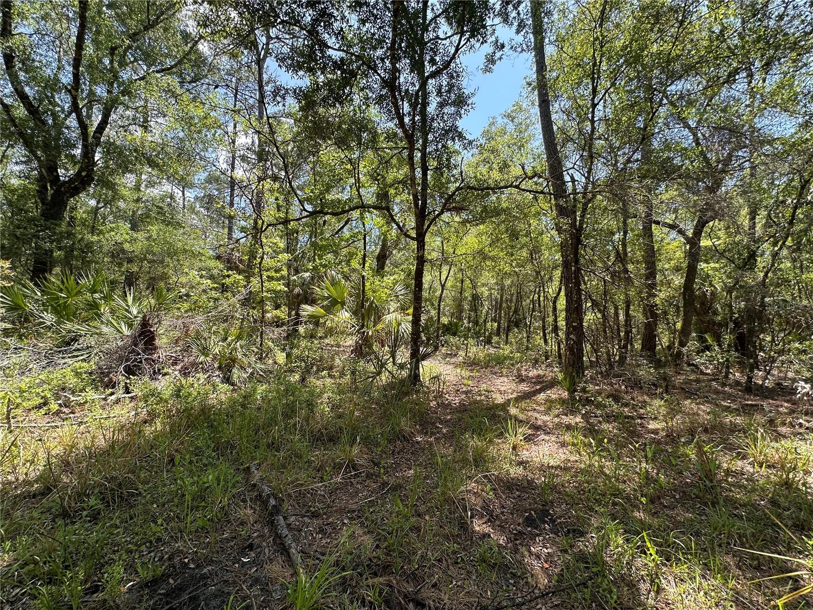 Tract 102 SW CR-347, CHIEFLAND, FL, 32644