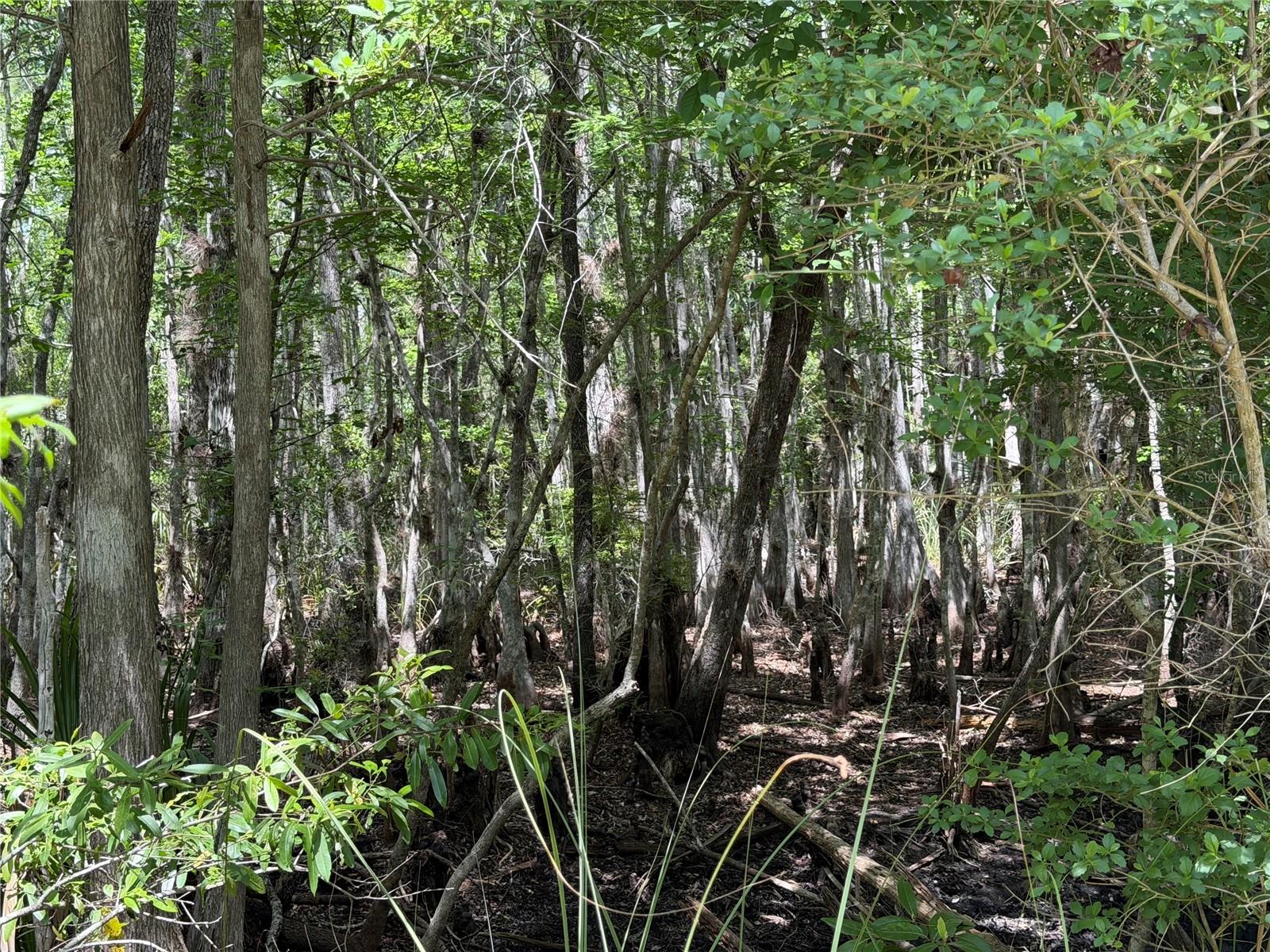 Tract 102 SW CR-347, CHIEFLAND, FL, 32644