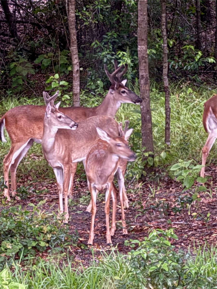 19511 SW 77TH LOOP, DUNNELLON, FL, 34432