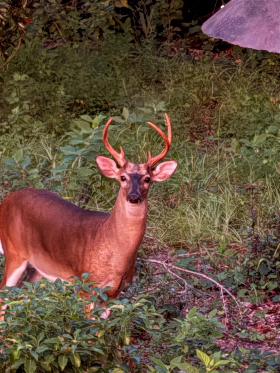 19511 SW 77TH LOOP, DUNNELLON, FL, 34432