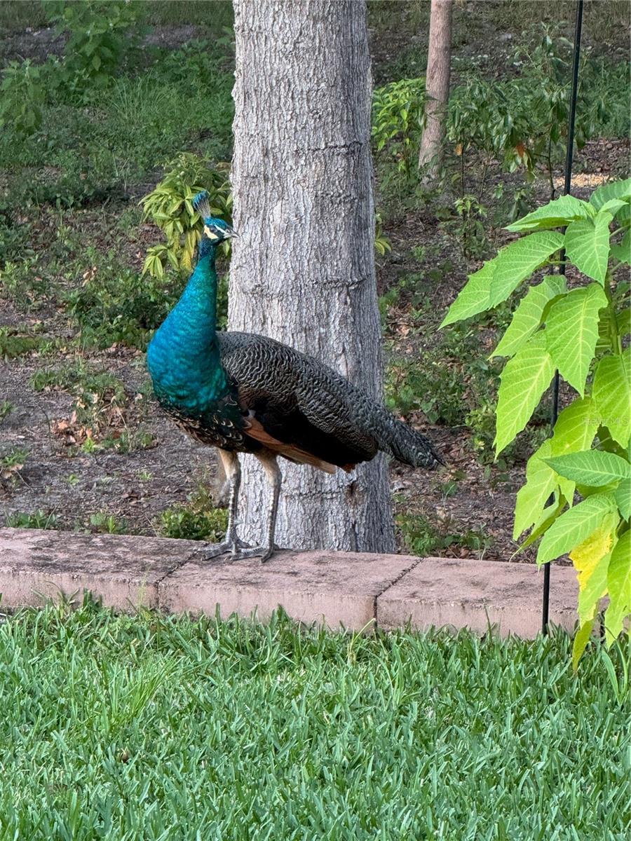 19511 SW 77TH LOOP, DUNNELLON, FL, 34432