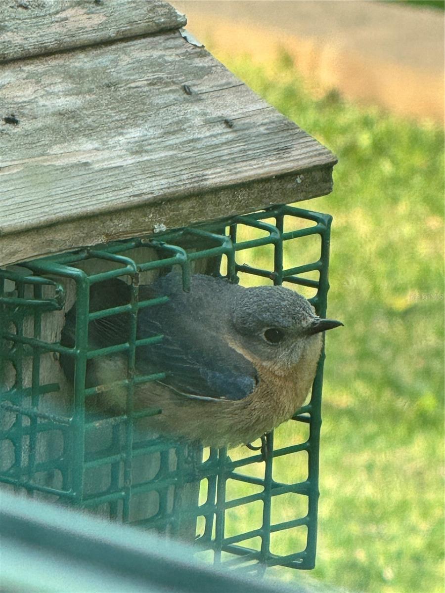 19511 SW 77TH LOOP, DUNNELLON, FL, 34432