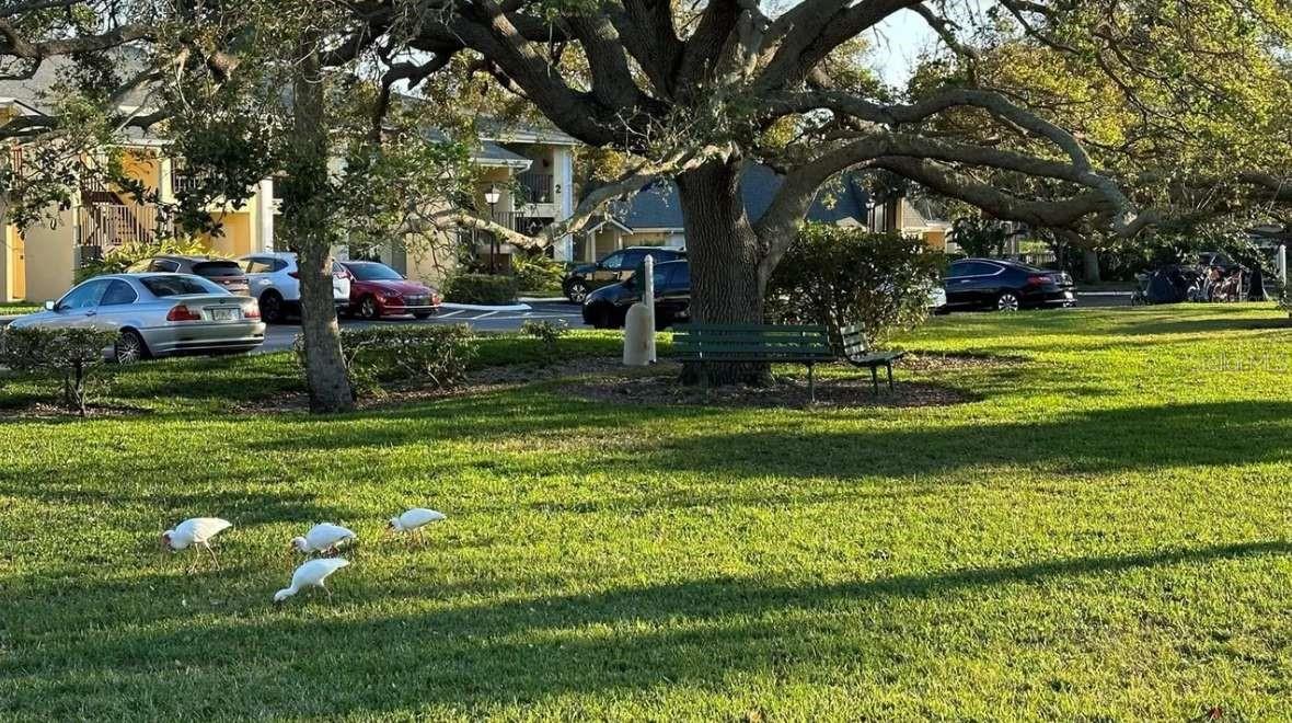 3001 58TH AVE S #603, ST PETERSBURG, FL, 33712