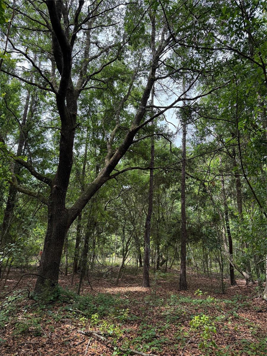 190 CATHERINE ST, BUNNELL, FL, 32110