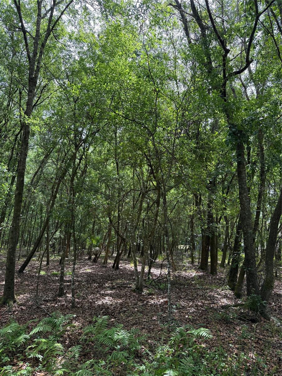 190 CATHERINE ST, BUNNELL, FL, 32110