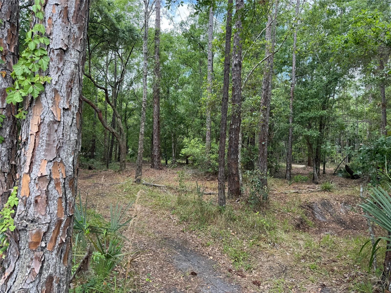 552 BUCKSHOT AVE, OSTEEN, FL, 32764