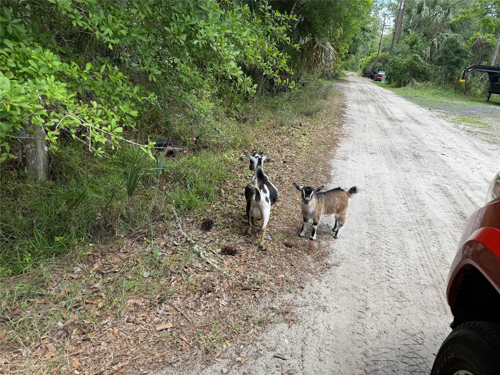 552 BUCKSHOT AVE, OSTEEN, FL, 32764