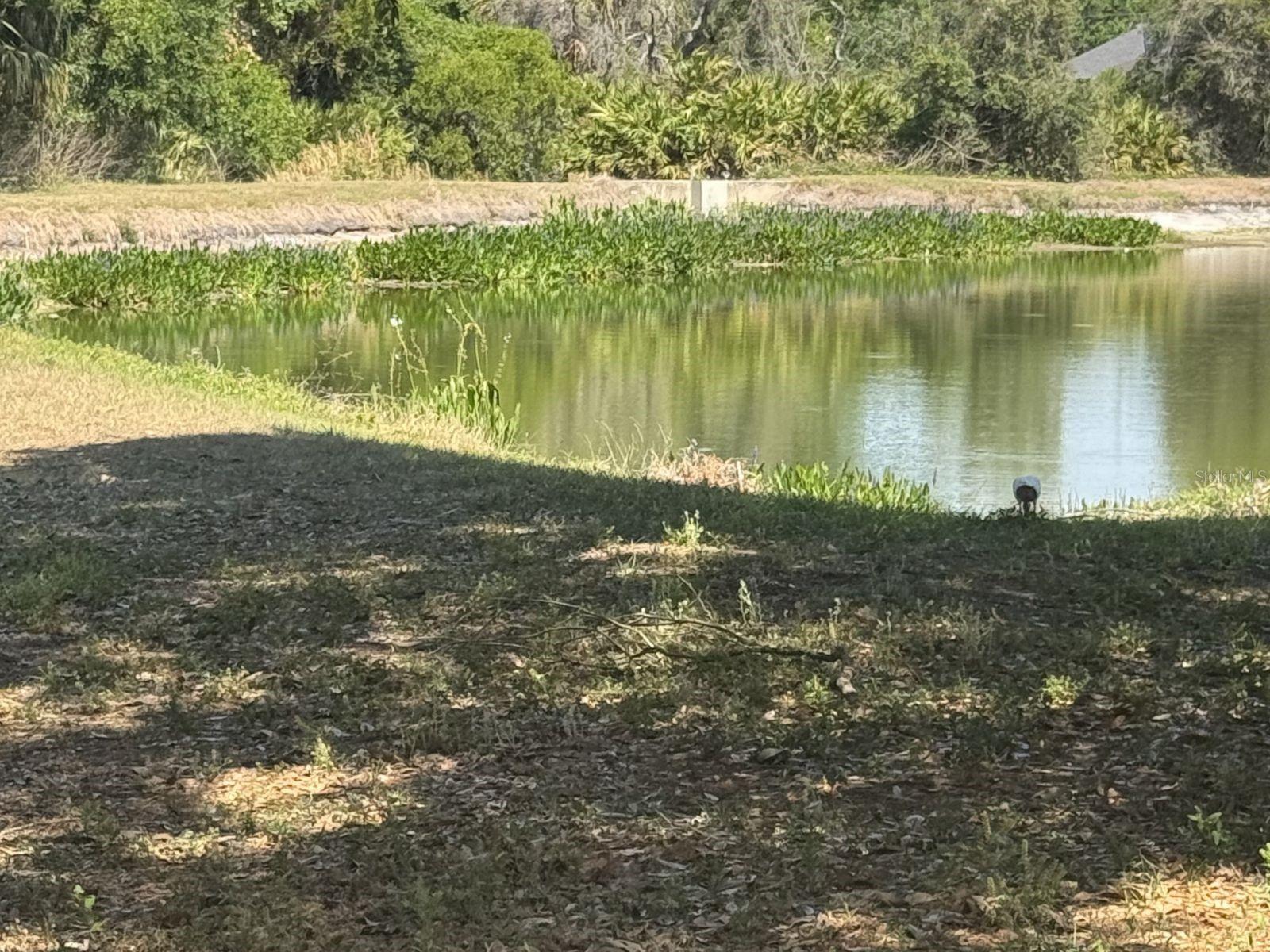 8427 DEER CHASE DR, RIVERVIEW, FL, 33578