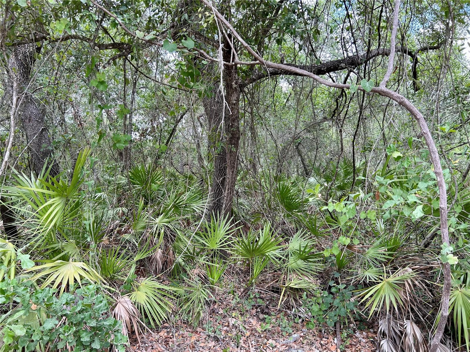 BRONCO DR, ZOLFO SPRINGS, FL, 33890