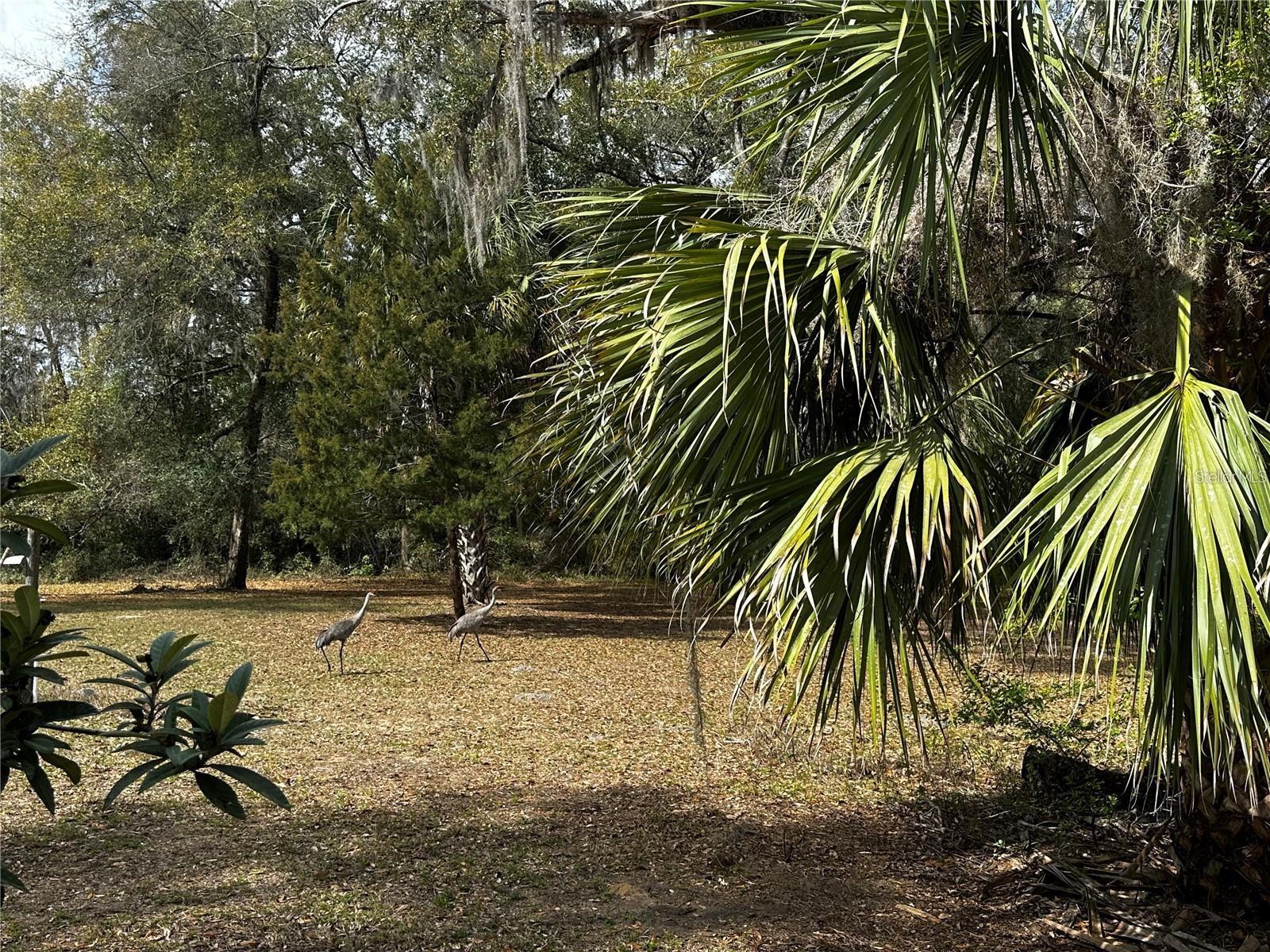 12212 NE 238TH TER, SALT SPRINGS, FL, 32134