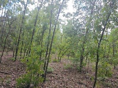 00 SW 90 ST, DUNNELLON, FL, 34432