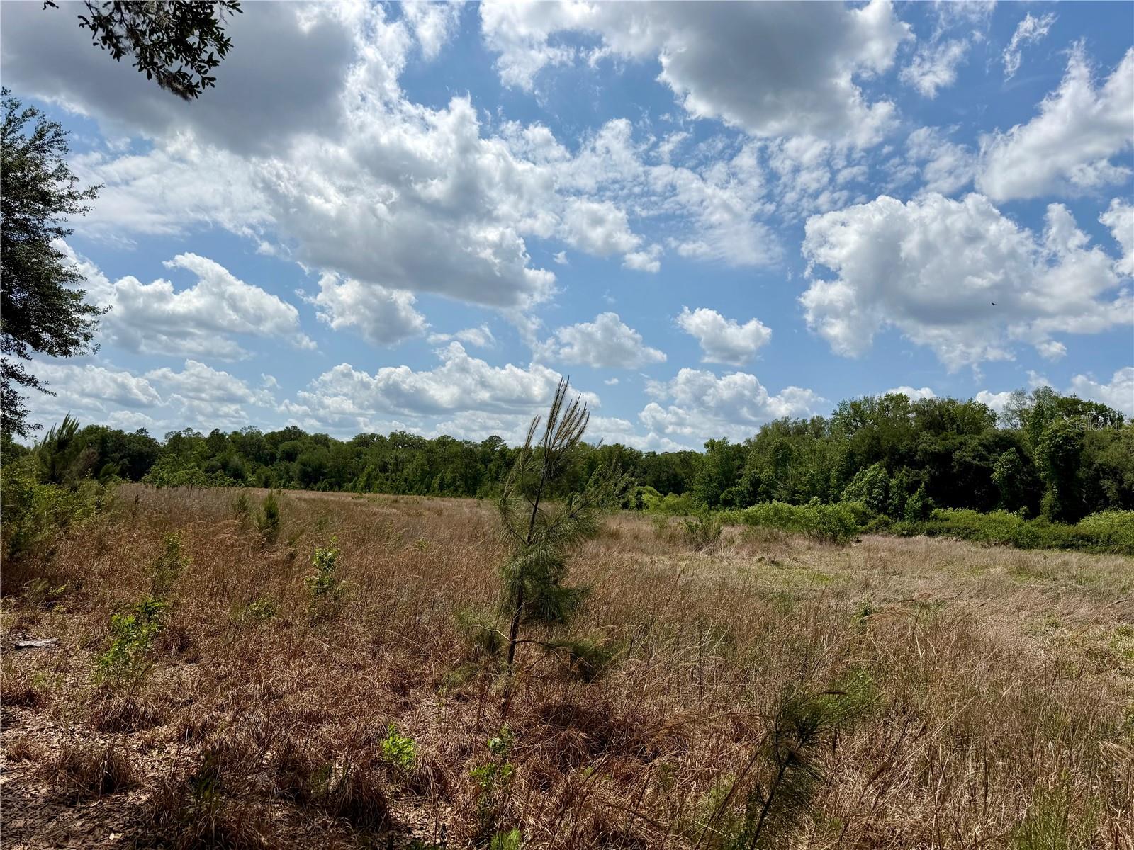 16500 NE 48TH AVE, CITRA, FL, 32113