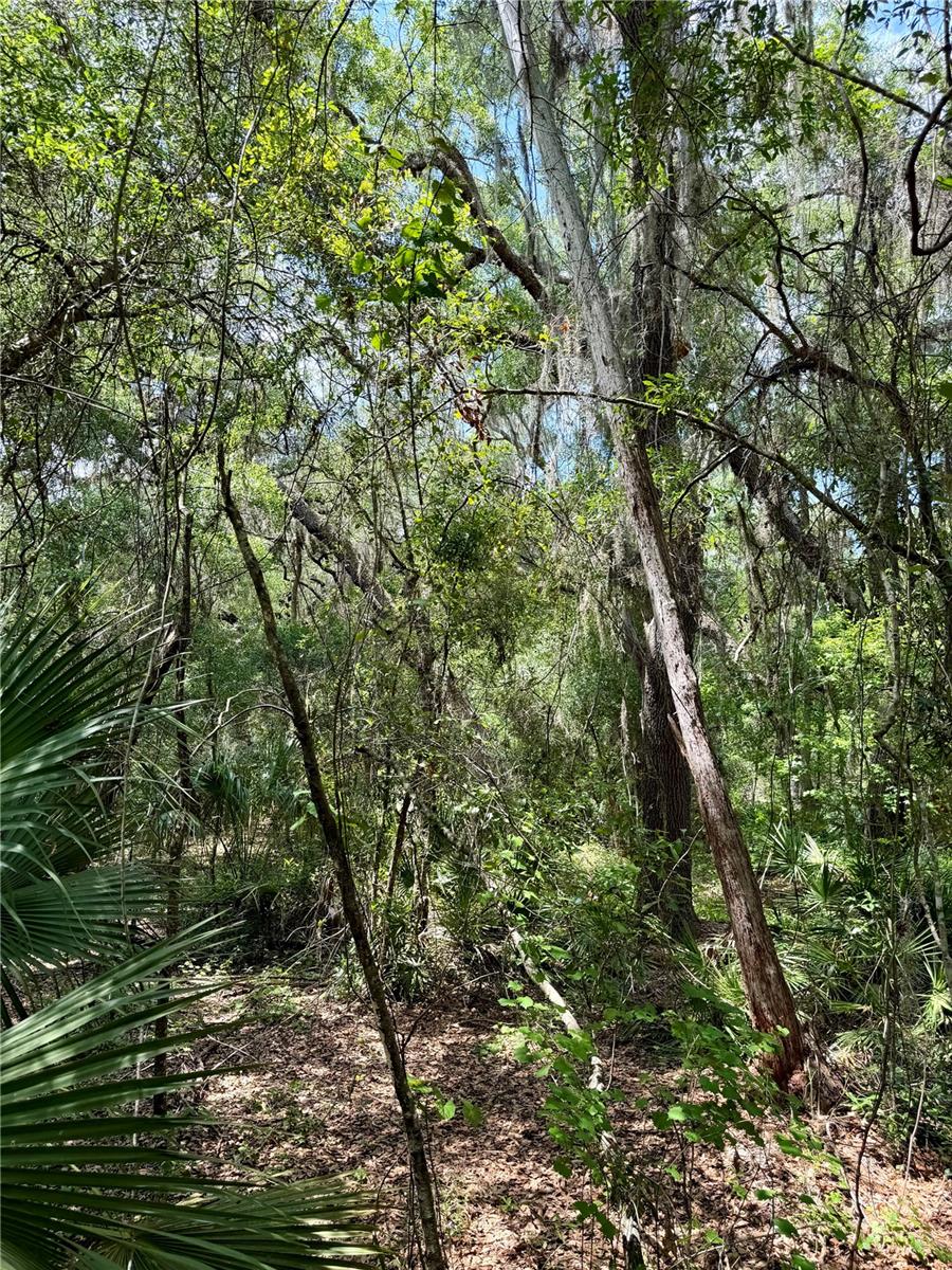 16500 NE 48TH AVE, CITRA, FL, 32113