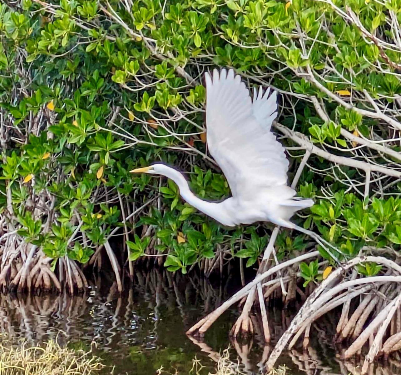 4815 SORRENTO CT, CAPE CORAL, FL, 33904