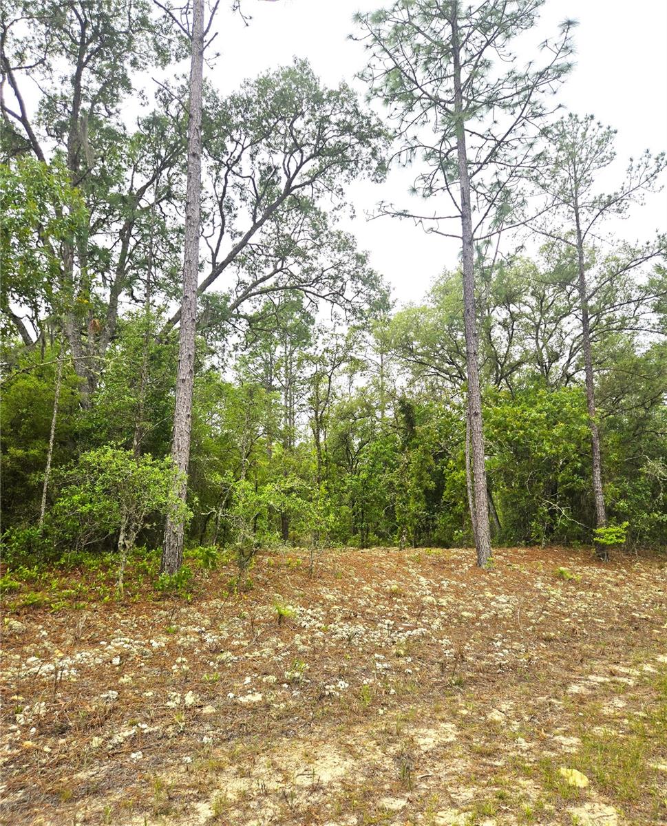 576 E NEMO DR, DUNNELLON, FL, 34434