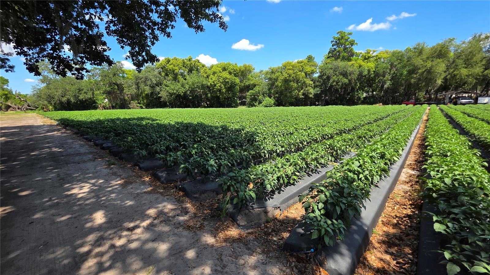 GALLAGHER RD, DOVER, FL, 33527