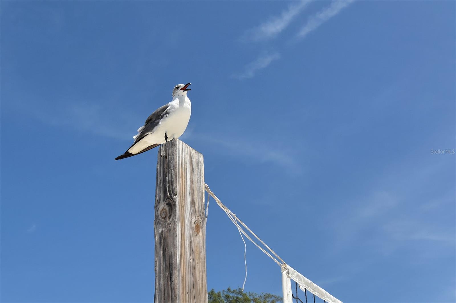 6921 HOLMES BLVD, BRADENTON BEACH, FL, 34217