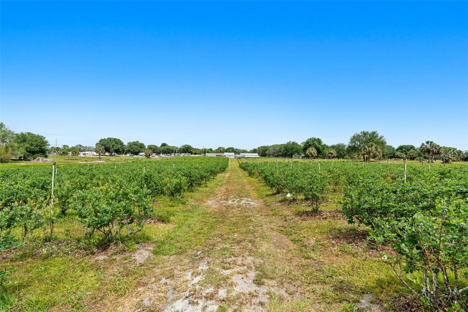 3510 WALK IN WATER RD, LAKE WALES, FL, 33898