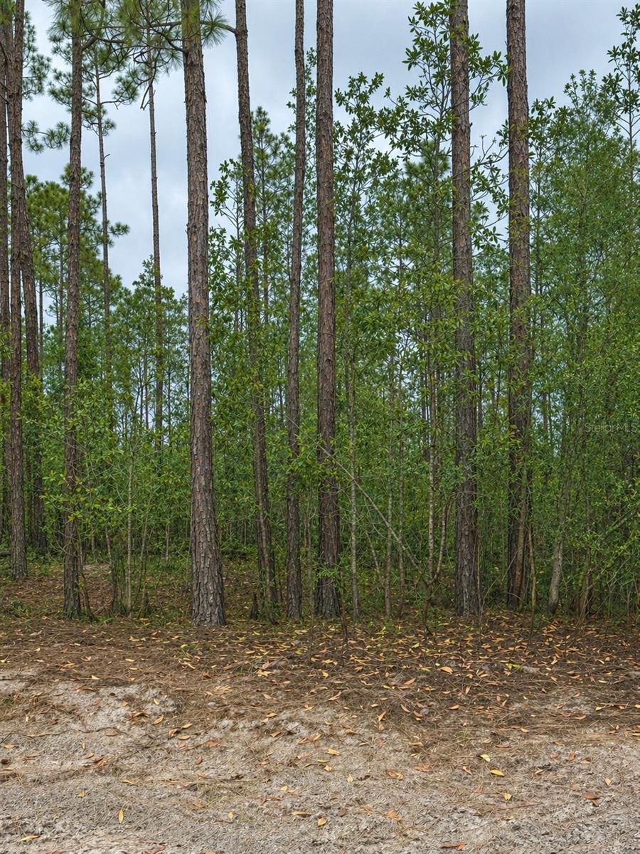 TBD NW 2ND AVE, PALATKA, FL, 32177