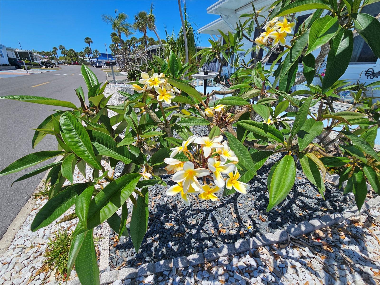205 VIA VENETO, VENICE, FL, 34285
