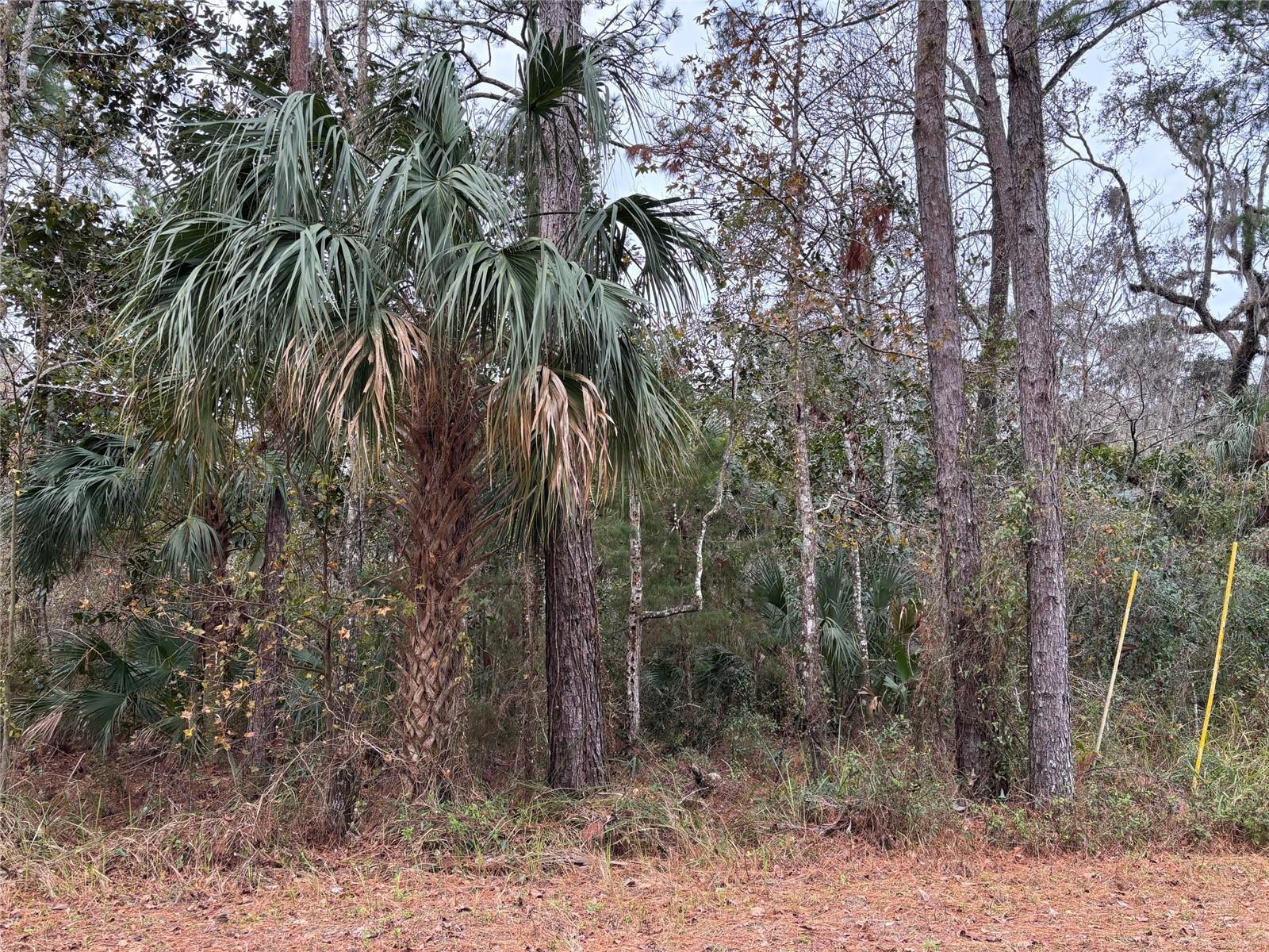Lot 12 CAROLINA DOVE RD, BROOKSVILLE, FL, 34614